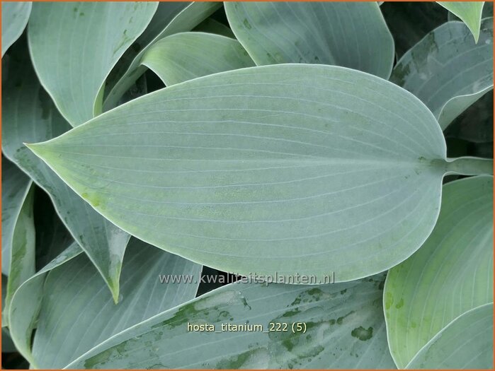 Funkie Hosta Titanium Herzblattlilie Kaufen Bestellen