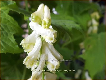 Aconitum septentrionale &#039;Ivorine&#039; | Monnikskap | Eisenhut