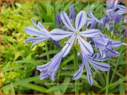 Agapanthus &#039;Charlotte&#039; | Afrikaanse lelie, Kaapse lelie, Liefdesbloem | Schmucklilie