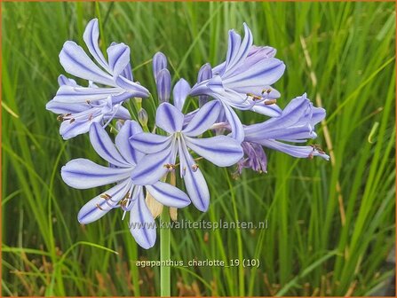 Agapanthus &#039;Charlotte&#039; | Afrikaanse lelie, Kaapse lelie, Liefdesbloem | Schmucklilie