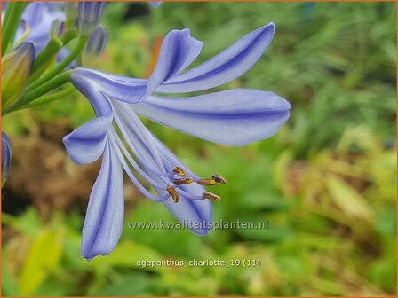 Agapanthus &#039;Charlotte&#039; | Afrikaanse lelie, Kaapse lelie, Liefdesbloem | Schmucklilie