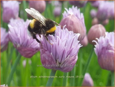 Allium schoenoprasum &#039;Curly Mauve&#039; | Bieslook, Look | Schnittlauch