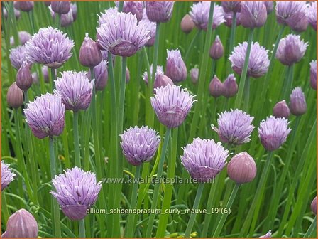 Allium schoenoprasum &#039;Curly Mauve&#039; | Bieslook, Look | Schnittlauch