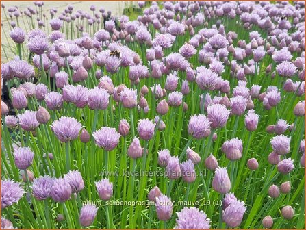 Allium schoenoprasum &#039;Curly Mauve&#039; | Bieslook, Look | Schnittlauch