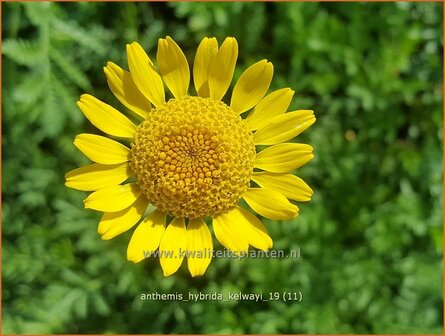 Anthemis hybrida &#039;Kelwayi&#039; | Gele kamille, Verfkamille, Kamille | F&auml;rberkamille