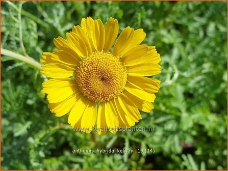 Anthemis hybrida &#039;Kelwayi&#039; | Gele kamille, Verfkamille, Kamille | F&auml;rberkamille