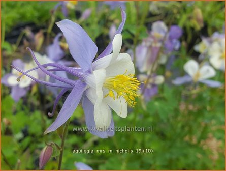 Aquilegia &#039;Mrs M. Nicholls&#039; | Akelei | Akelei