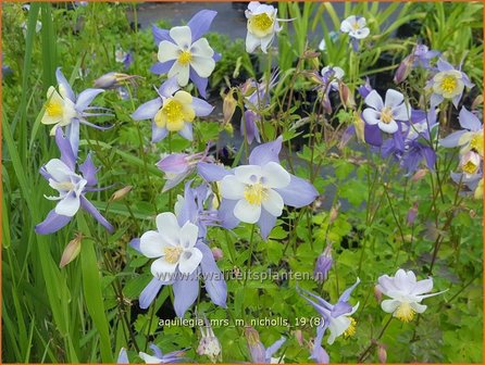 Aquilegia &#039;Mrs M. Nicholls&#039; | Akelei | Akelei