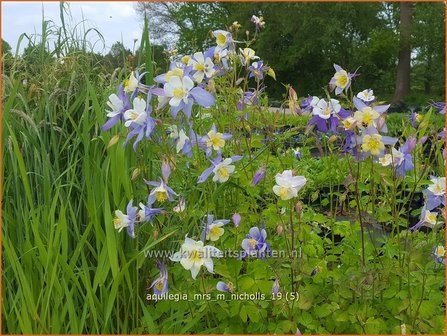 Aquilegia &#039;Mrs M. Nicholls&#039; | Akelei | Akelei