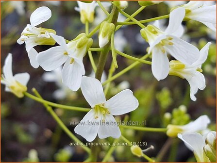 Arabis procurrens &#039;Glacier&#039; | Randjesbloem | Karpaten-Schaumkresse