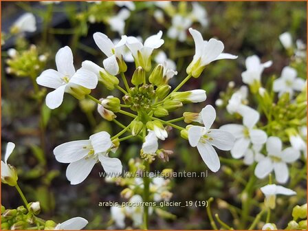 Arabis procurrens &#039;Glacier&#039; | Randjesbloem | Karpaten-Schaumkresse