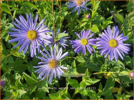 Aster frikartii &#039;Wunder von St&auml;fa&#039; | Aster | Frikarts Aster