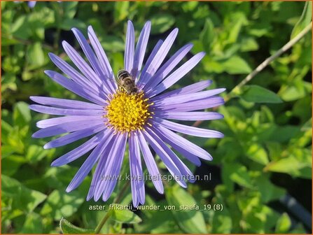 Aster frikartii &#039;Wunder von St&auml;fa&#039; | Aster | Frikarts Aster