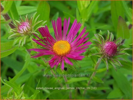 Aster novae-angliae &#039;James Ritchie&#039; | Nieuw-Engelse aster, Herfstaster, Aster | Raublatt-Aster