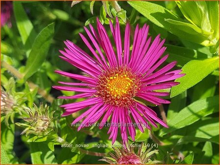 Aster novae-angliae &#039;James Ritchie&#039; | Nieuw-Engelse aster, Herfstaster, Aster | Raublatt-Aster