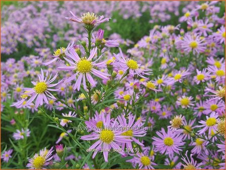 Aster &#039;Pink Star&#039; | Aster | Aster