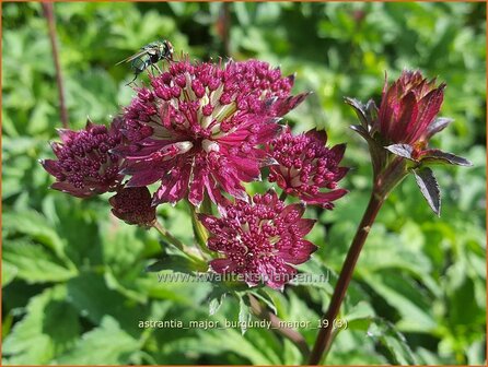 Astrantia major &#039;Burgundy Manor&#039; | Zeeuws knoopje, Groot sterrenscherm | Gro&szlig;e Sterndolde