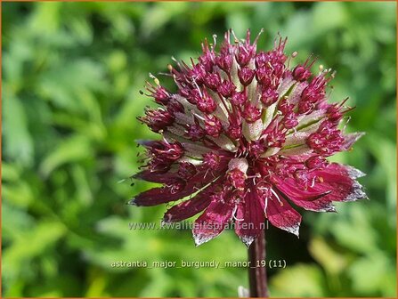 Astrantia major &#039;Burgundy Manor&#039; | Zeeuws knoopje, Groot sterrenscherm | Gro&szlig;e Sterndolde