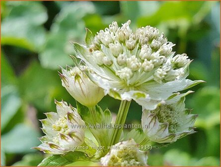 Astrantia major &#039;White Angel&#039; | Zeeuws knoopje, Groot sterrenscherm | Gro&szlig;e Sterndolde