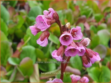 Bergenia &#039;Rotblum&#039; | Schoenlappersplant, Olifantsoor | Bergenie