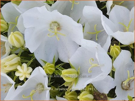 Campanula carpatica &#039;Wei&szlig;e Clips&#039; | Karpatenklokje, Klokjesbloem | Karpaten-Glockenblume