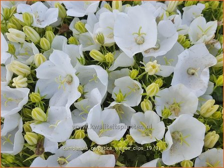 Campanula carpatica &#039;Wei&szlig;e Clips&#039; | Karpatenklokje, Klokjesbloem | Karpaten-Glockenblume