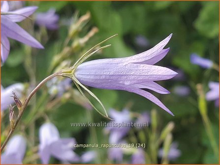 Campanula rapunculus | Rapunzelklokje, Repelsteeltje, Klokjesbloem | Rapunzel-Glockenblume