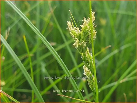 Carex brunnea | Zegge | Br&auml;unliche Segge