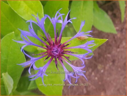 Centaurea montana &#039;Coerulea&#039; | Bergkorenbloem, Bergcentaurie, Korenbloem, Centaurie | Berg-Flockenblume