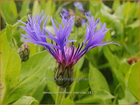 Centaurea montana &#039;Coerulea&#039; | Bergkorenbloem, Bergcentaurie, Korenbloem, Centaurie | Berg-Flockenblume