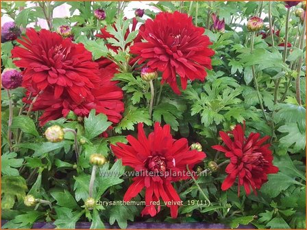 Chrysanthemum &#039;Red Velvet&#039; | Tuinchrysant, Chrysant | Chrysantheme