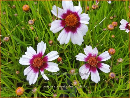 Coreopsis &#039;Sweet Dreams&#039; | Meisjesogen | M&auml;dchenauge