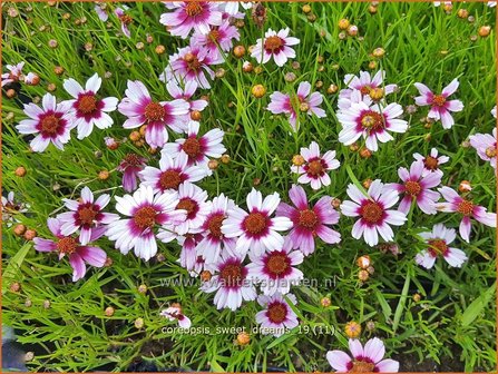 Coreopsis &#039;Sweet Dreams&#039; | Meisjesogen | M&auml;dchenauge