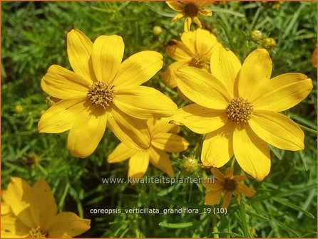 Coreopsis verticillata &#039;Grandiflora&#039; | Meisjesogen | Quirlbl&auml;ttriges M&auml;dchenauge