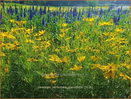 Coreopsis verticillata &#039;Grandiflora&#039; | Meisjesogen | Quirlbl&auml;ttriges M&auml;dchenauge