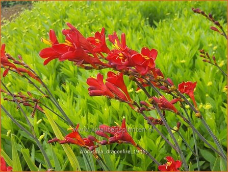 Crocosmia &#039;Dragonfire&#039; | Montbretia | Montbretie