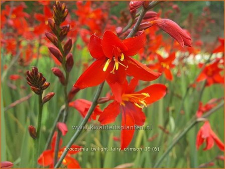 Crocosmia &#039;Twilight Fairy Crimson&#039; | Montbretia | Montbretie