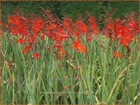 Crocosmia &#039;Twilight Fairy Crimson&#039; | Montbretia | Montbretie