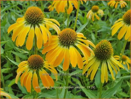 Echinacea purpurea &#039;Golden Skipper&#039; | Zonnehoed | Roter Sonnenhut