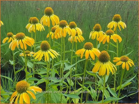 Echinacea purpurea &#039;Golden Skipper&#039; | Zonnehoed | Roter Sonnenhut