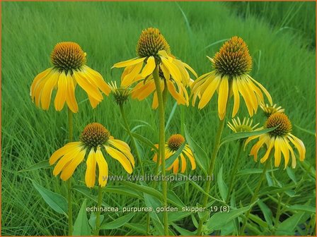 Echinacea purpurea &#039;Golden Skipper&#039; | Zonnehoed | Roter Sonnenhut