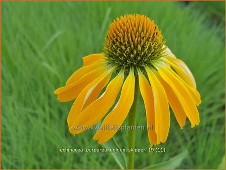 Echinacea purpurea &#039;Golden Skipper&#039; | Zonnehoed | Roter Sonnenhut