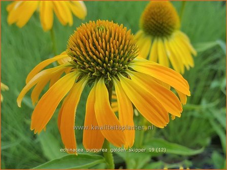 Echinacea purpurea &#039;Golden Skipper&#039; | Zonnehoed | Roter Sonnenhut