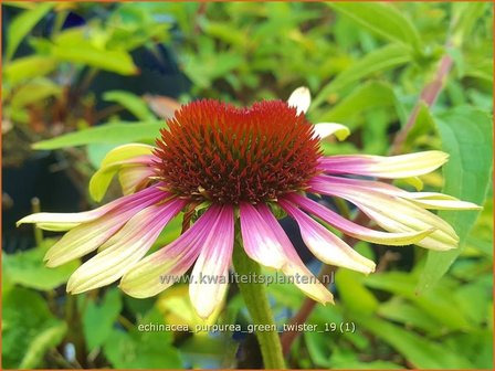 Echinacea purpurea &#039;Green Twister&#039; | Rode zonnehoed, Zonnehoed | Roter Sonnenhut