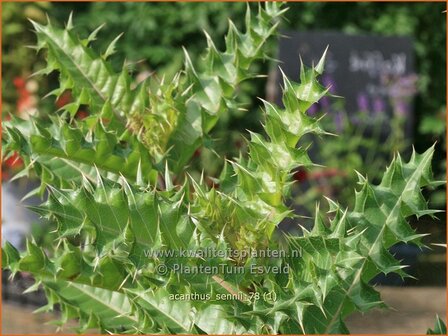 Acanthus sennii