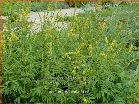 Agrimonia eupatoria | Agrimonie | Kleiner Odermennig | Churchsteeples