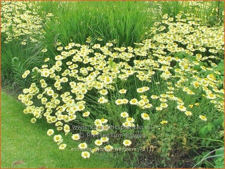 Anthemis hybrida &#039;Wargrave&#039; | Gele kamille, Verfkamille, Kamille | F&auml;rberkamille