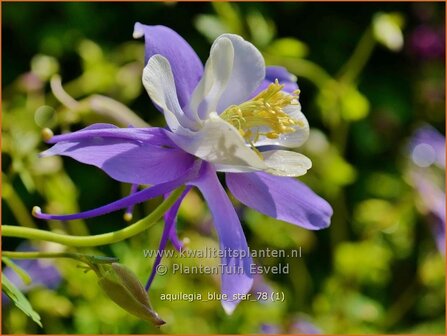 Aquilegia &#039;Blue Star&#039; | Akelei | Langspornige Akelei