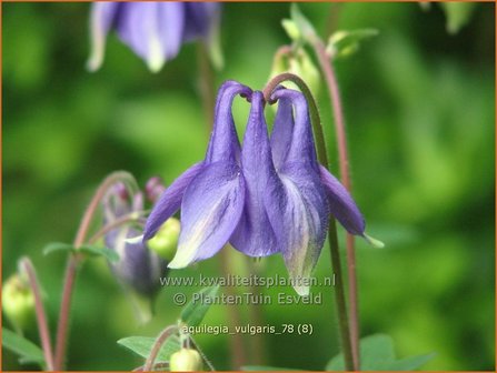 Aquilegia vulgaris | Akelei | Gew&ouml;hnliche Akelei