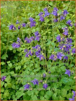 Aquilegia vulgaris | Akelei | Gew&ouml;hnliche Akelei